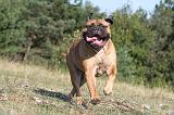 BULLMASTIFF 015